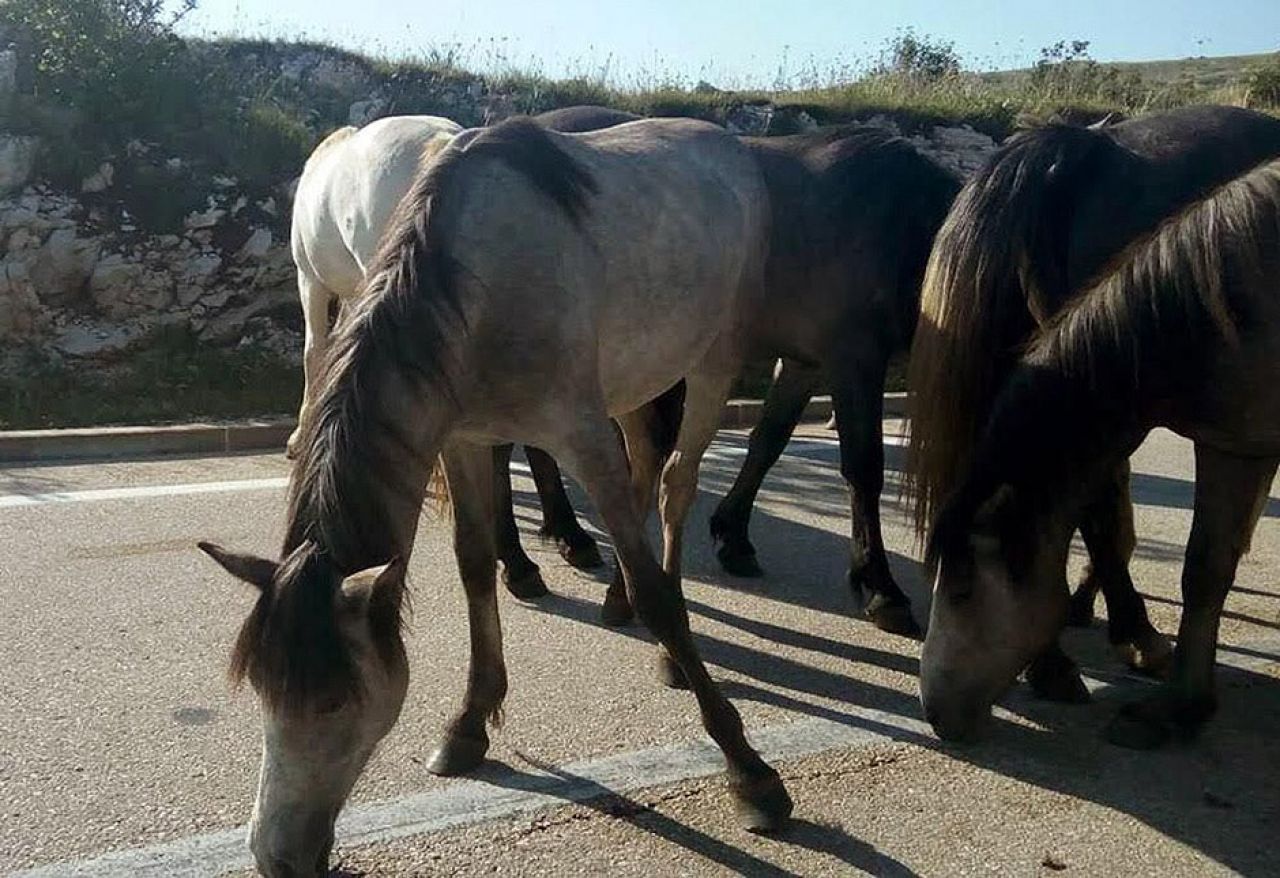 Borova glava: Poludivlji konji uzrok su saobraćajnih nesreća, ulaze u dvorišta, prave štetu...