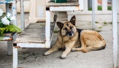 Dogs Trust u BiH zabrinuto i potreseno najnovijim izvještajima o stanju u prihvatilištu Prača