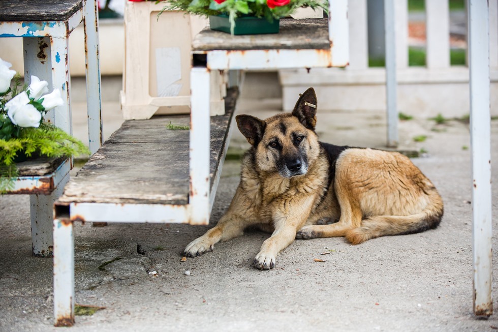 Dogs Trust u BiH zabrinuto i potreseno najnovijim izvještajima o stanju u prihvatilištu Prača