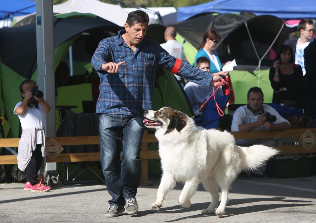 World Dog Show 2017: Tornjak iz Livna osvojio prvo mjesto na Svjetskom prvenstvu u Leipzigu