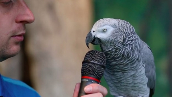 Papiga Einstein će vas oduševiti svojim imitacijama (VIDEO)