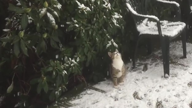 Video koji će vam uljepšati dan: Ove mačke uživaju u zimskim radostima