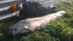 Ribari u Dunavu upecali soma dugog 220 centimetara i teškog 125 kilograma (FOTO)