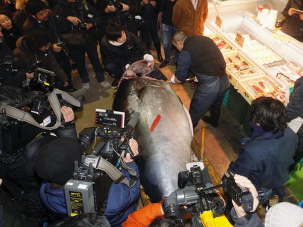 Tuna od 405 kilograma prodata za 320.000 dolara