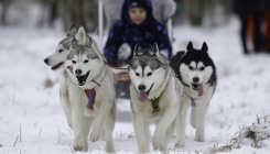 Park "Husky" postaje sve veća turistička atrakcija Moskve (FOTO)