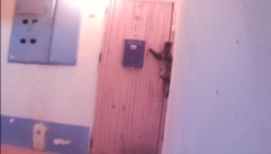 Maca koja zvoni na vrata kada se vrati iz šetnje (VIDEO)