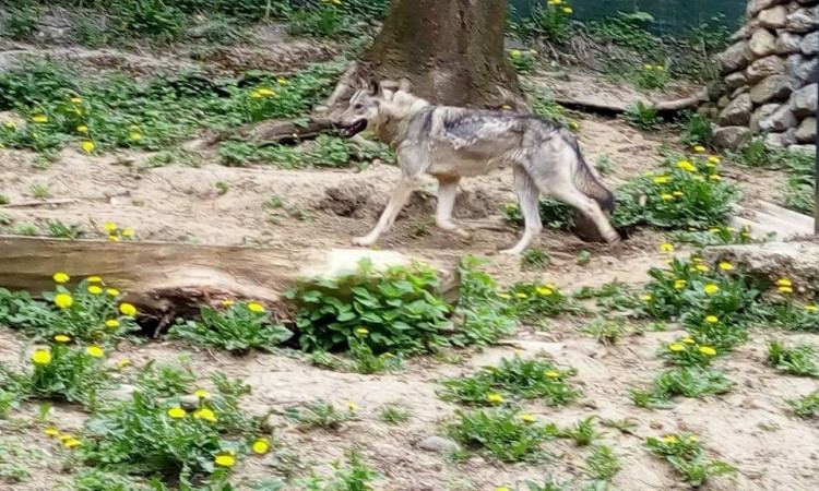 Vuk novi stanovnik 'Pionirske doline' nakon 26 godina