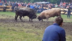 Hiljade ljudi na koridi kod Olova: Medonja pobijedio Zeku (FOTO)