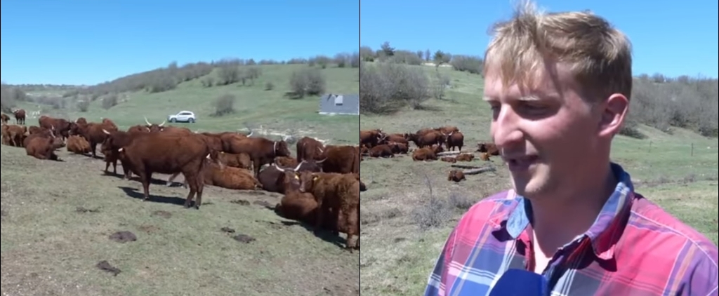 Amerikanac u BiH živi san: Na Kamešnici osnovao farmu goveda (VIDEO)