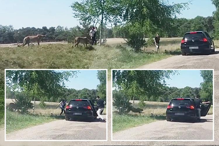 Prekršili pravila safarija: Snimak porodice turista koja bježi od čopora geparda postao viralan (VIDEO)