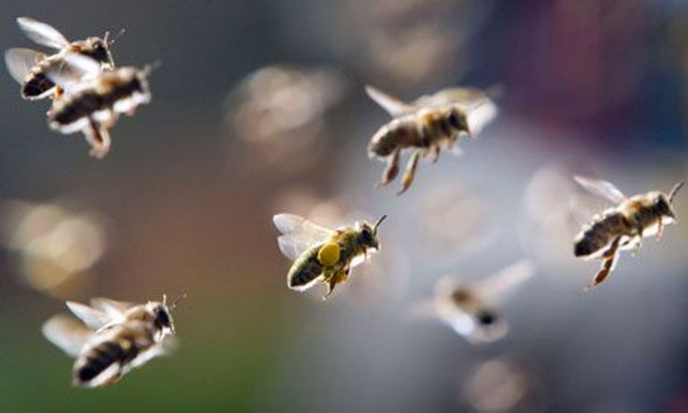 Prizor koji vjerovatno nikad niste vidjeli: Fotograf snimio pčele kako spavaju