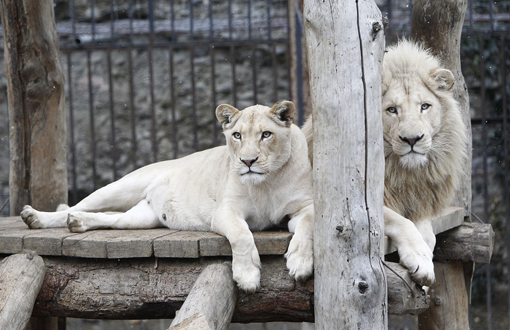 Opasnost u Njemačkoj: Lavovi, tigrovi i jaguar pobjegli iz zoološkog vrta