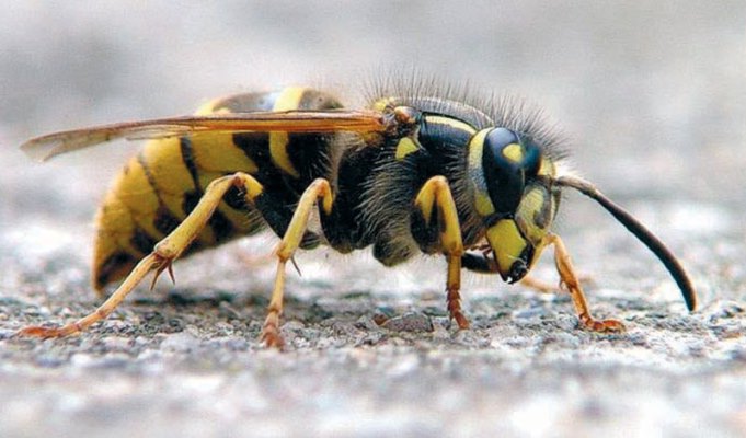 Iskusni pčelar otkrio šta da radite ako vas ubode stršljen, a nemate injekciju adrenalina kod sebe