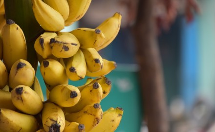 Budućnost bez banana: Da li nam prijeti bananapokalipsa?