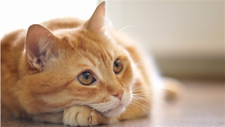Mačka je zahvalan kućni ljubimac: Pet razloga zašto da se odlučite za nju