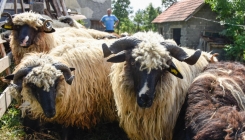 Građani BiH Sirijcima poslali 500 tona mesa, poznate cijene ovogodišnjih kurbana