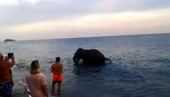 Slon pobjegao iz cirkusa na plažu da se osvježi (VIDEO)