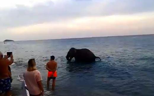 Slon pobjegao iz cirkusa na plažu da se osvježi (VIDEO)