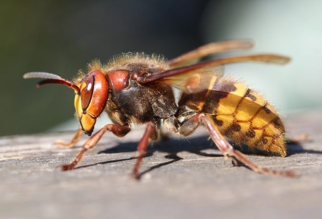 Tuzla: Muškarac preminuo nakon uboda stršljena