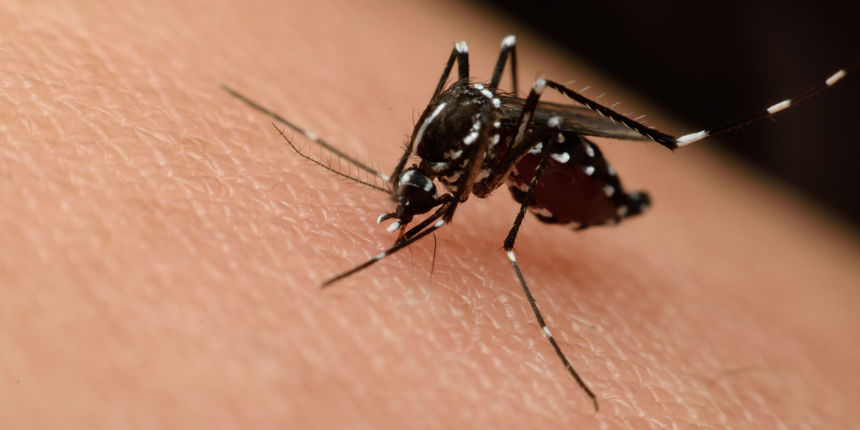 Evo gdje ih ima najviše: Tigrasti komarci koji prenose denga groznicu prisutni i u BiH