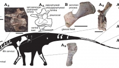 Otkrivena nova vrsta dinosaurusa u Argentini