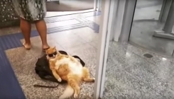 'Garfield' u akciji: Mačak dok čeka vlasnika odmara na podu u banci (VIDEO)