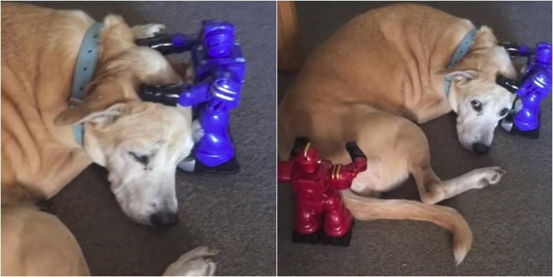 Roboti u akciji: Dok pas leži, oni ga masiraju (VIDEO)