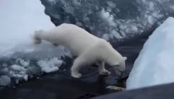 Nesvakidašnji prizor: Polarni medvjed u potrazi za hranom naišao na podmornicu (VIDEO)