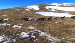 Galop divljih konja u podnožju planine Cincar, nedaleko od Livna (VIDEO)