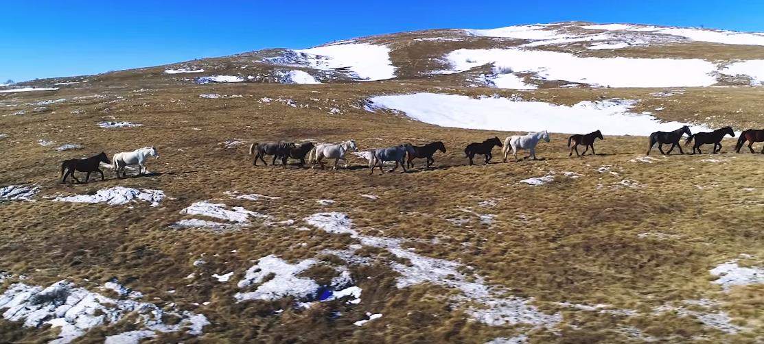 Galop divljih konja u podnožju planine Cincar, nedaleko od Livna (VIDEO)