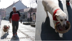 Tuzla: Labradorka Lea s pletenom korpicom u ustima plijeni pažnju prolaznika (FOTO)