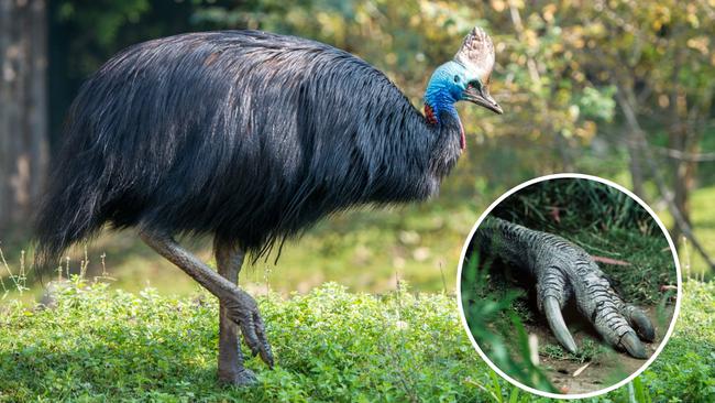 Muškarca usmrtio veliki kazuar - najopasnija ptica na svijetu