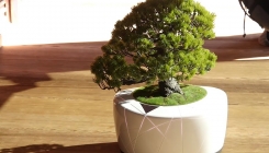 Pametni bonsai koji se sam kreće za suncem i traži vodu (VIDEO)