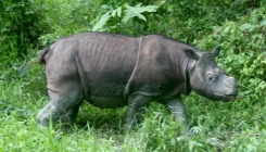 Uginuo posljednji sumatranski nosorog, a s njim i šansa za očuvanje vrste