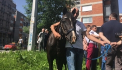 Doveden konj pred zgradu OHR-a, okupljeni traže konkretan potez Inzka