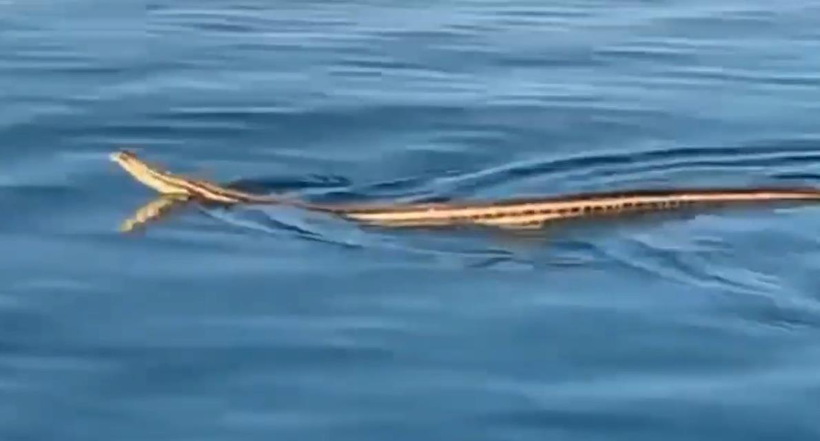 Šibenik: Turisti snimili najveću evropsku zmiju kako se penje na brod