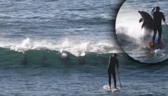 Surfer naletio na jato delfina, jedan mu brutalno dao do znanja da im je 'stao na put'