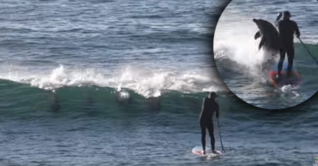 Surfer naletio na jato delfina, jedan mu brutalno dao do znanja da im je 'stao na put'