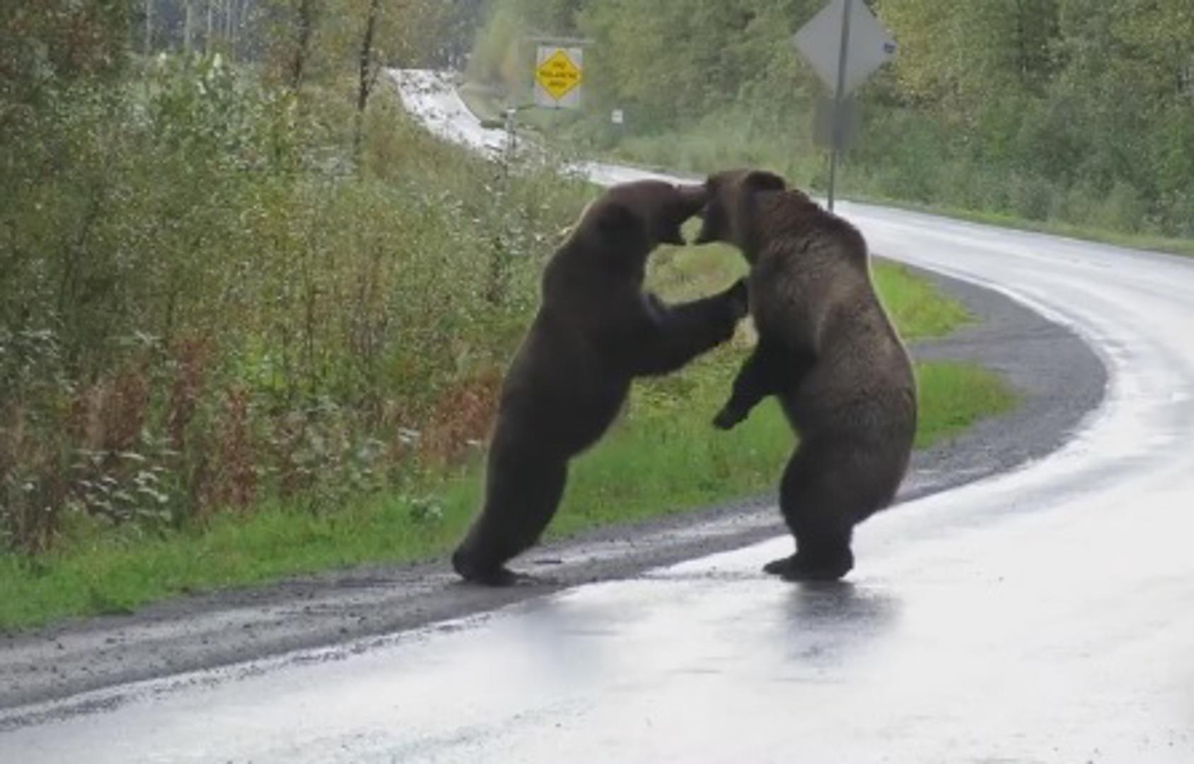 Nesvakidašnja situacija: Djevojka iz Kanade snimila trenutak borbe grizlija na autocesti