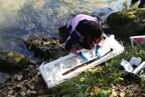 Iz Vrbasa izvađen srednjovjekovni mač, slijedi temeljno čišćenje i konzervacija