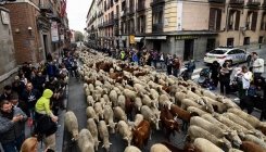 Na ulicama Madrida ovce i koze zamijenile automobile