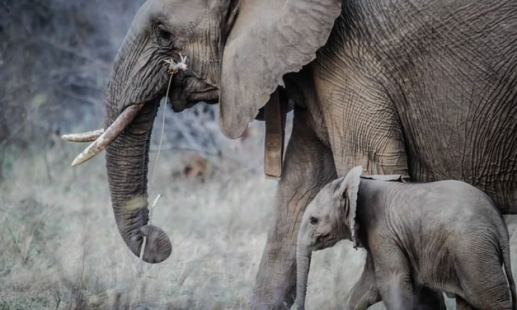 Zimbabve: Najmanje 55 slonova uginulo je od gladi u najvećem nacionalnom parku