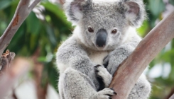 Smrtonosni požari u Australiji postaju sve gori: Uginulo najmanje 350 koala