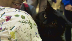 Nakon pet godina pronađen mačak 1.900 kilometara od svog doma