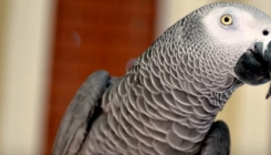Britanski papagaj se vratio nakon četiri godine kući: Propričao na španskom