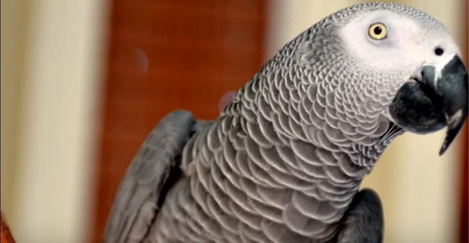 Britanski papagaj se vratio nakon četiri godine kući: Propričao na španskom