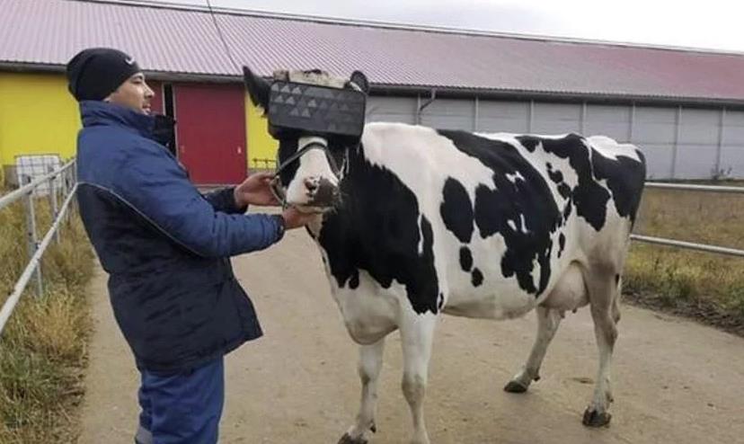 Rusi liječe krave od anksioznosti