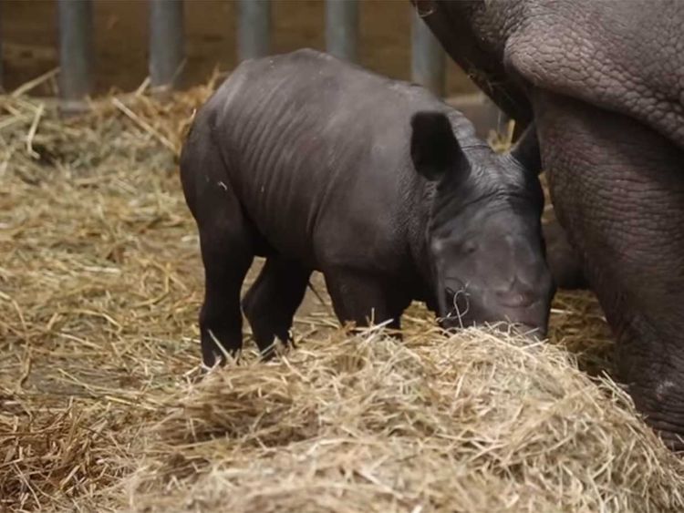 U belgijskom zoološkom vrtu na svijet došao bijeli nosorog