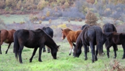 Bosanski brdski konj nije više ekstremno ugrožena pasmina