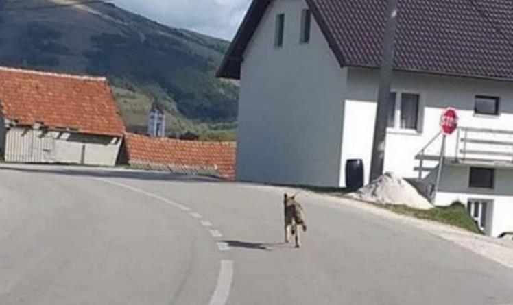 Hodaju pored kuća usred dana: Vukovi rastrgali psa u Eminovom selu kod Tomislavgrada